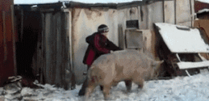 an old lady who likes to ride a fast pig