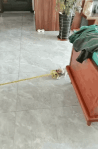 a small dog trys to help pulling a rope