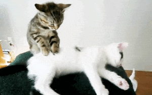 a cat is doing massage for another cat