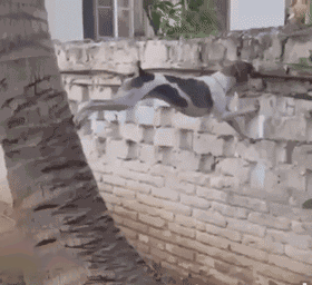 a dog is climbing two walls to check his neighbours