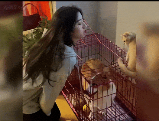 a jealous dog jumped to intercept a kiss from his pretty owner