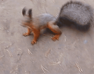 a squirrel is doing weird thing