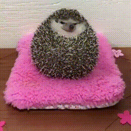 a round hedgehog pretends to be poisoned