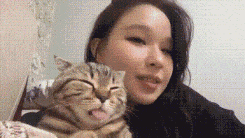 a cat is making face for Vlogg