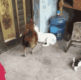 a chicken is scolding a dog