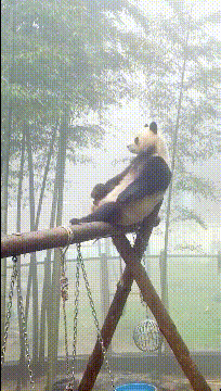 A panda is fantasizing the outside world