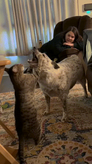  a big dog hits a small cat