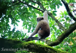 Hoolock Gibbon in China