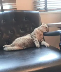 a cat lazily lied on sofa after breaking up with girlfriend