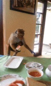 a monkey is stealing foods