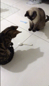 two cats are playing a game