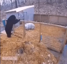 two pigs chased away a big bear