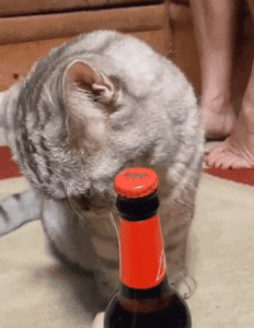 a cat is opening a beer for her owner