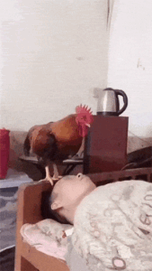 a rooster is waking up his master