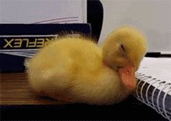 a duckling is trying hard to keep herself awake
