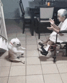 a dog and an old lady are enjoying their time