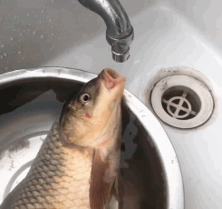 a dying fish waiting for a drop of water