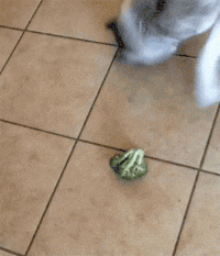 a dog is angrily barking at a broccoli