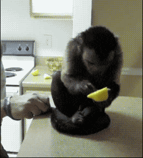 a monkey is eating a lemon