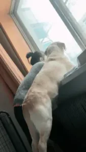 a dog and a girl are looking outside of a window