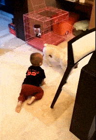 a dog push a baby away from his house