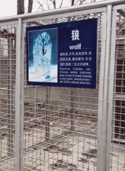 a dog is in a wolf's enclosure