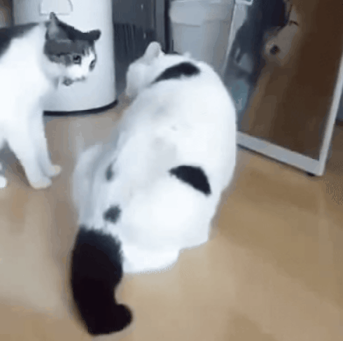 two cats are fighting, another one has a faint