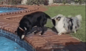 a dog is helping his friend to drink water