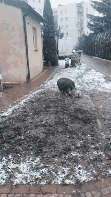 a pig and a dog is playing soccer in the snow