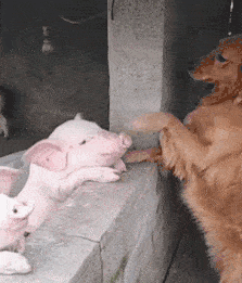 dog and pigs say hello to each other