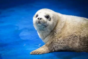 a seal baby in NE China