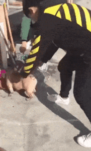 a small dog chased away a person who kept harassing him