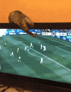 a cat is trying to catch soccer on TV