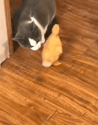 a cat is hitting a duckling