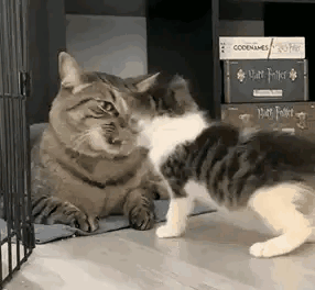 a big cat hits a kitten badly SensingChina