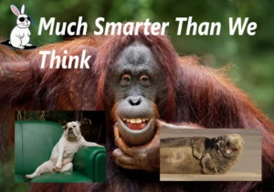 picture of orangutan,dog and seal